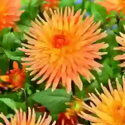 Cactus & Semi-Cactus